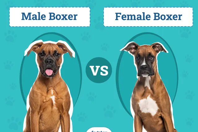 Male vs Female Boxer Dog: Notable Differences (With Info & Pictures)