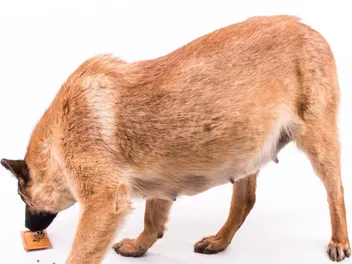 10 Best Foods for Pregnant Dogs in 2026 – Reviews & Top Picks