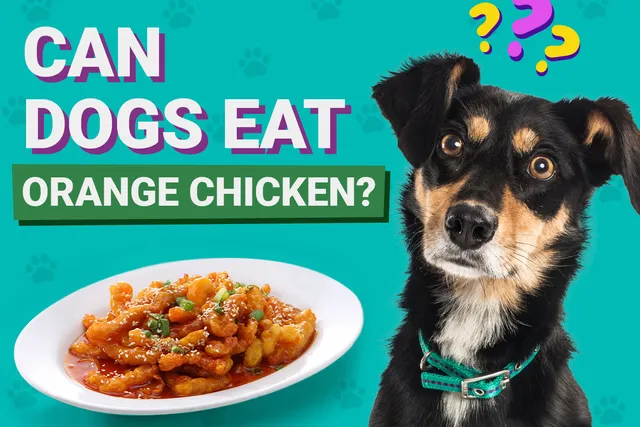 Can Dogs Eat Orange Chicken? Vet-Verified Facts & Better Alternatives