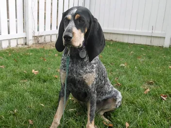 Grand Bleu De Gascogne Dog Breed: Info, Pictures, Care & More