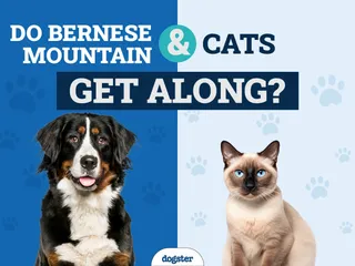 Will a Bernese Mountain Dog Get Along With My Cat? Vet-Verified Tips & FAQ
