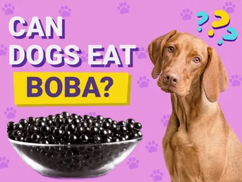 Can Dogs Eat Boba? Vet-Verified Facts & FAQ