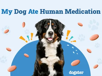 My Dog Ate Human Medication: Our Vet's Advice on What to Do