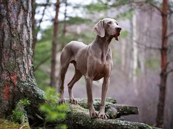 Are Weimaraners Aggressive? Facts & FAQ