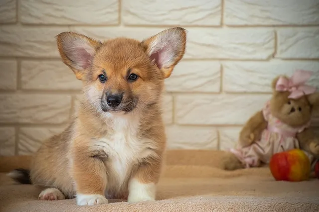 How Long Do Corgis Live? Average Lifespan, Data & Care