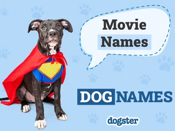 350 Dog Names From Movies for Your Star Studded Pooch