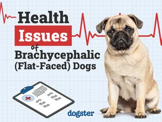 Brachycephalic (Flat-Faced) Dogs: 7 Health Problems (Vet Answer)
