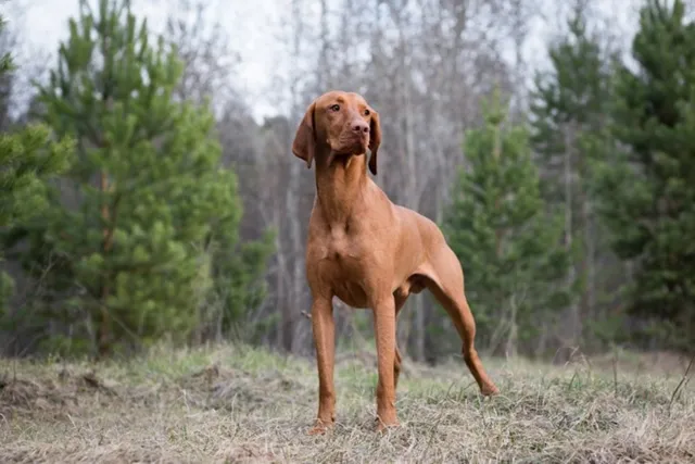 12 Vizsla Pros and Cons: Vet-Reviewed Traits & Characteristics
