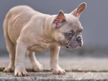 Blue Fawn French Bulldog: Info, Pictures, Origin & History