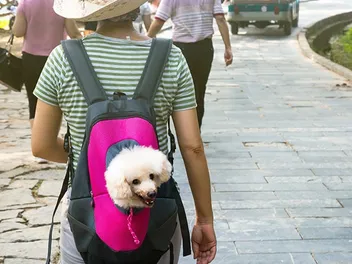 Is It Cruel to Carry a Small Dog in a Handbag? Our Vet Answers