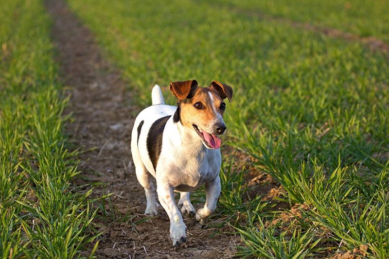 happy small dog walking during sunset