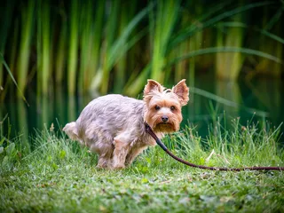 How to Firm Up Dog Poop: 9 Vet-Approved Tips