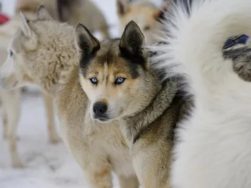 Seppala Siberian Sleddog: Dog Breed Info, Pictures, Facts & Traits