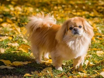 10 Pekingese Mixes (With Pictures)