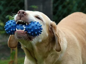 Why Does My Dog Chew His Toys on Me? 5 Vet-Verified Reasons & What to Do