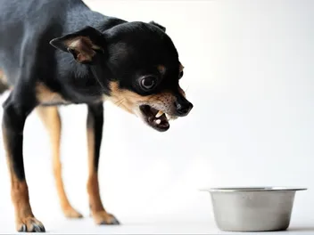 Why Does My Dog Bark at His Food? 10 Vet-Approved Reasons & What to Do
