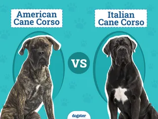 American Cane Corso vs Italian Cane Corso: How Are They Different? (With Pictures)