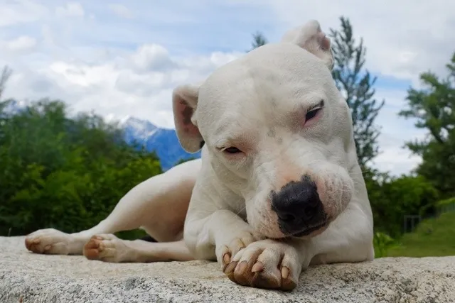 Dogo Argentino Dog Breed: Info, Pictures, Care & More