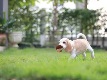 White Beagle Dog Breed: Info, Pictures, Care & More