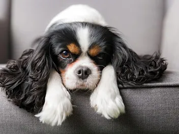 Is a Cavalier King Charles Spaniel Hypoallergenic? Breed Facts & FAQ