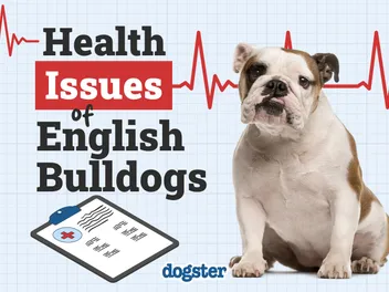 13 Health Problems in English Bulldogs & Treatments (Vet Answer)
