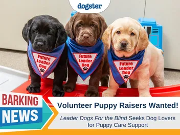 Volunteer Puppy-Raisers Wanted! Care For Future Leader Dogs for the Blind
