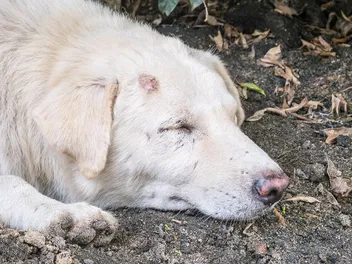 How to Treat Spider Bites on Dogs: 11 Remedies (Vet Answer)