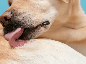 Why Is My Dog Licking Themselves So Much? 10 Vet-Verified Causes