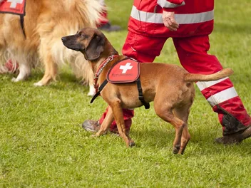 National Fire Pup Day 2026: What It Is & When It's Celebrated