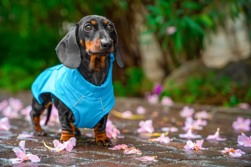 dachshund dog wearing raincoat on pavement