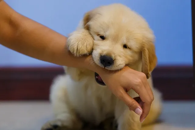 How to Do Dog Bite Inhibition Training: 3 Vet Approved Steps