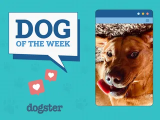 Dogster Photo Contest: Dogs of the Week Winners (May 22, 2025)