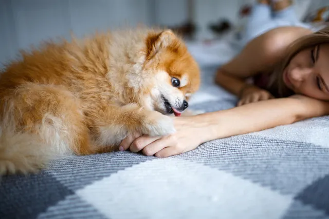 Why Do Dogs Lick You Before Bed? 5 Vet-Reviewed Possible Reasons