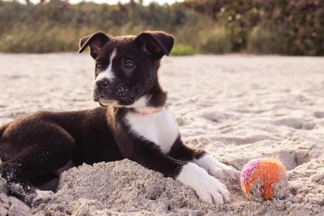 Top 5 Dog-Friendly Beaches in Bradenton, FL (With Pictures)
