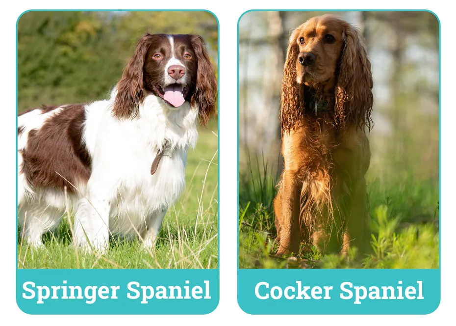Springer Spaniel vs Cocker Spaniel