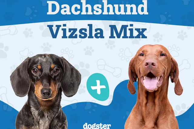 Dachshund Vizsla Mix Breed: Info, Pictures, Care & More