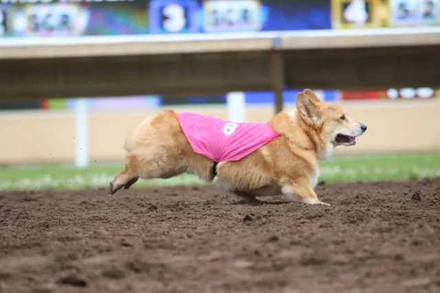 What Are Corgi Races & Are They Ethical? The Surprising Answer
