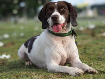 English Speagle Dog Breed: Info, Pictures, Care & More