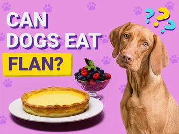 Can Dogs Eat Flan? Vet-Reviewed Potential Risks & Safety Guide