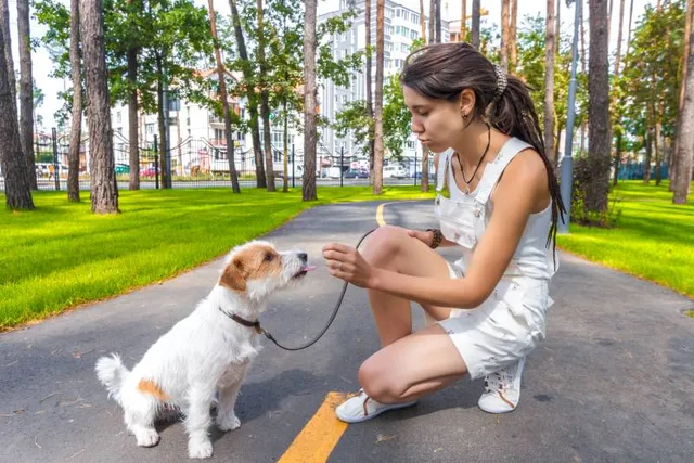 14 Amazing Off-Leash Dog Parks in Albuquerque, NM You Can Visit Today