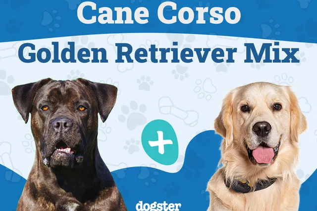 Cane Corso Golden Retriever Mix: Info, Pictures, Care & More
