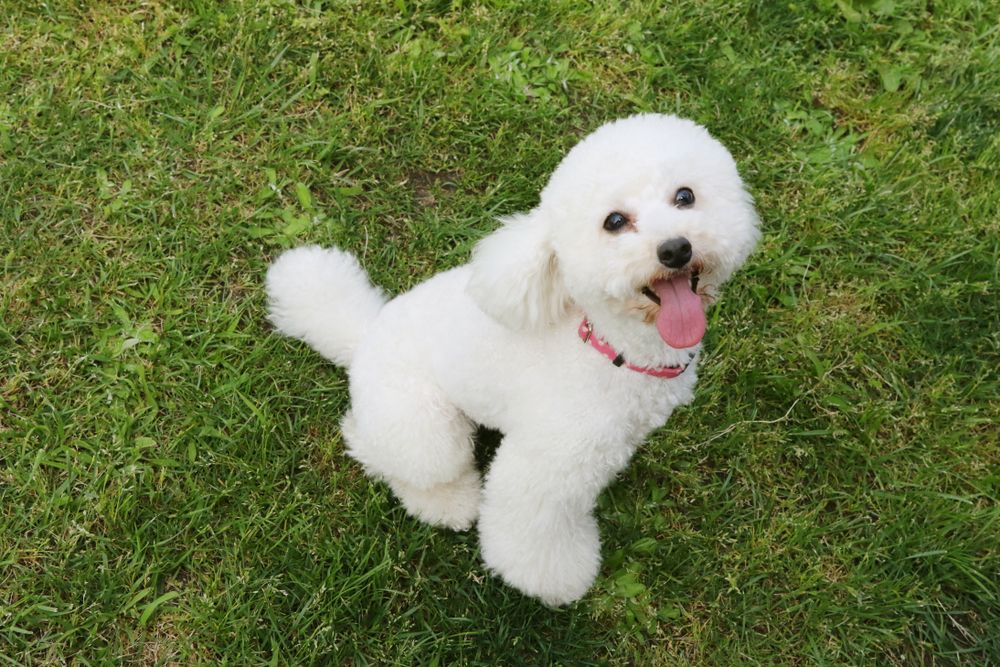 White toy poodle playing in the garden