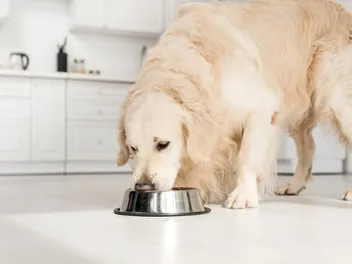 What to Feed an Overweight Dog: 6 Vet-Reviewed Options