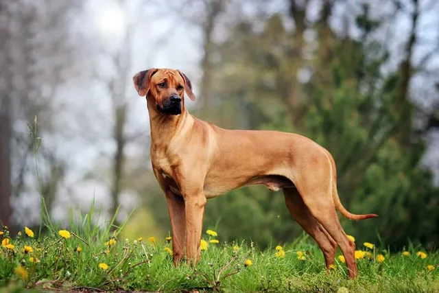 Rhodesian Ridgeback Dog Breed: Info, Pictures, Origin & More