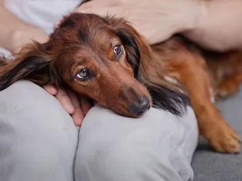 How to Fatten Up a Dog: 6 Steps to Gain Weight Safely (Vet Answer)