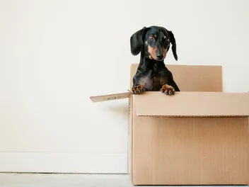 6 DIY Dog Toy Box Plans You Can Make Today (With Pictures)