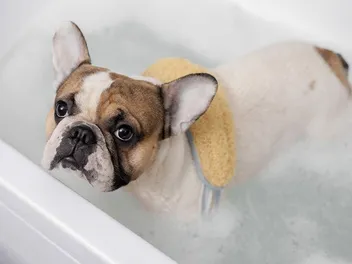How to Groom a French Bulldog? 8 Step Vet-Reviewed Guide