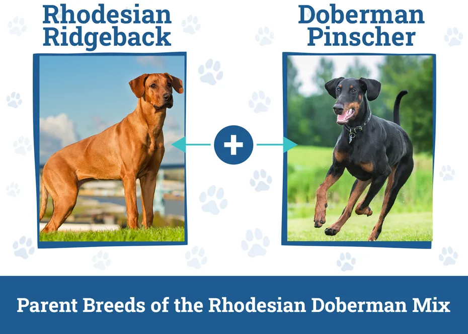 Parent Breeds of the Rhodesian Doberman Mix