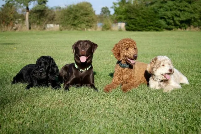 National Spoil Your Dog Day 2026: What It Is & How to Celebrate
