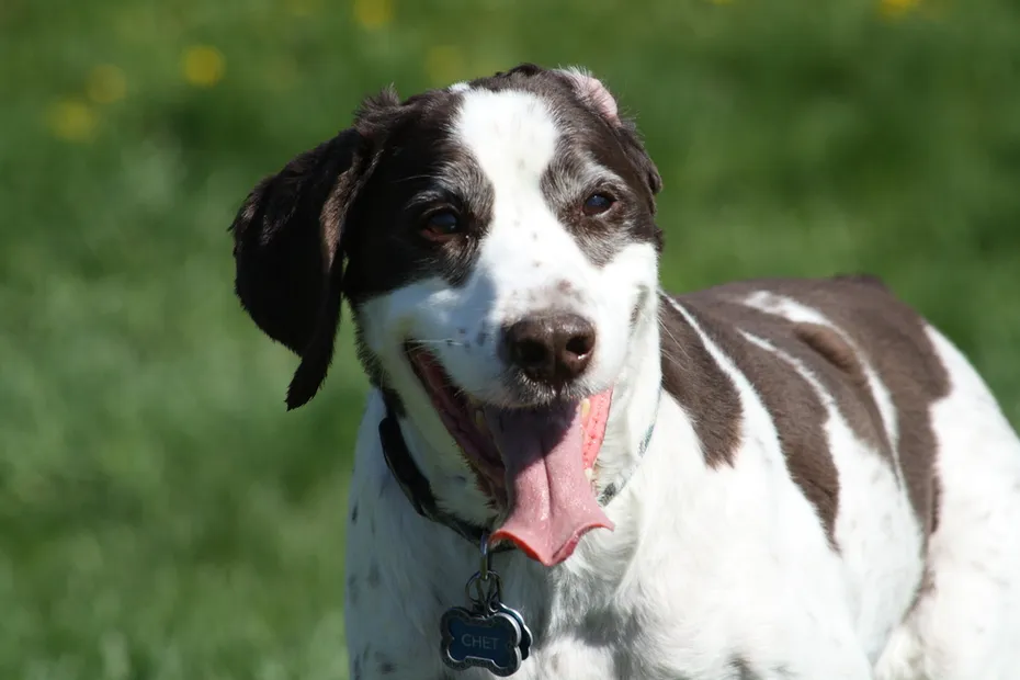 Field Spaniel dog close